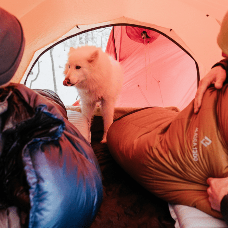 Användning av orange Cumulus Alaska 1300 vintersovsäck i tältmiljö med hund