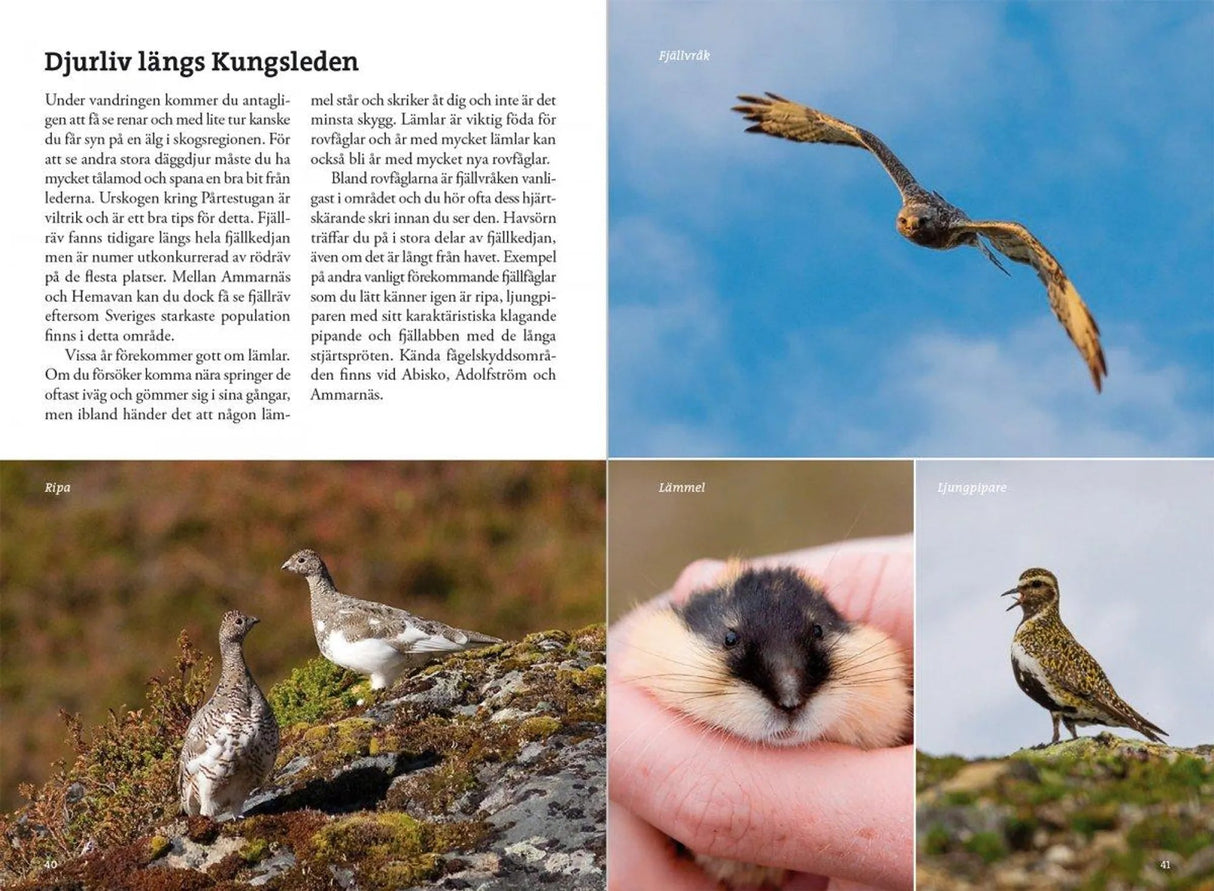 Fjällvandra längs Kungsleden